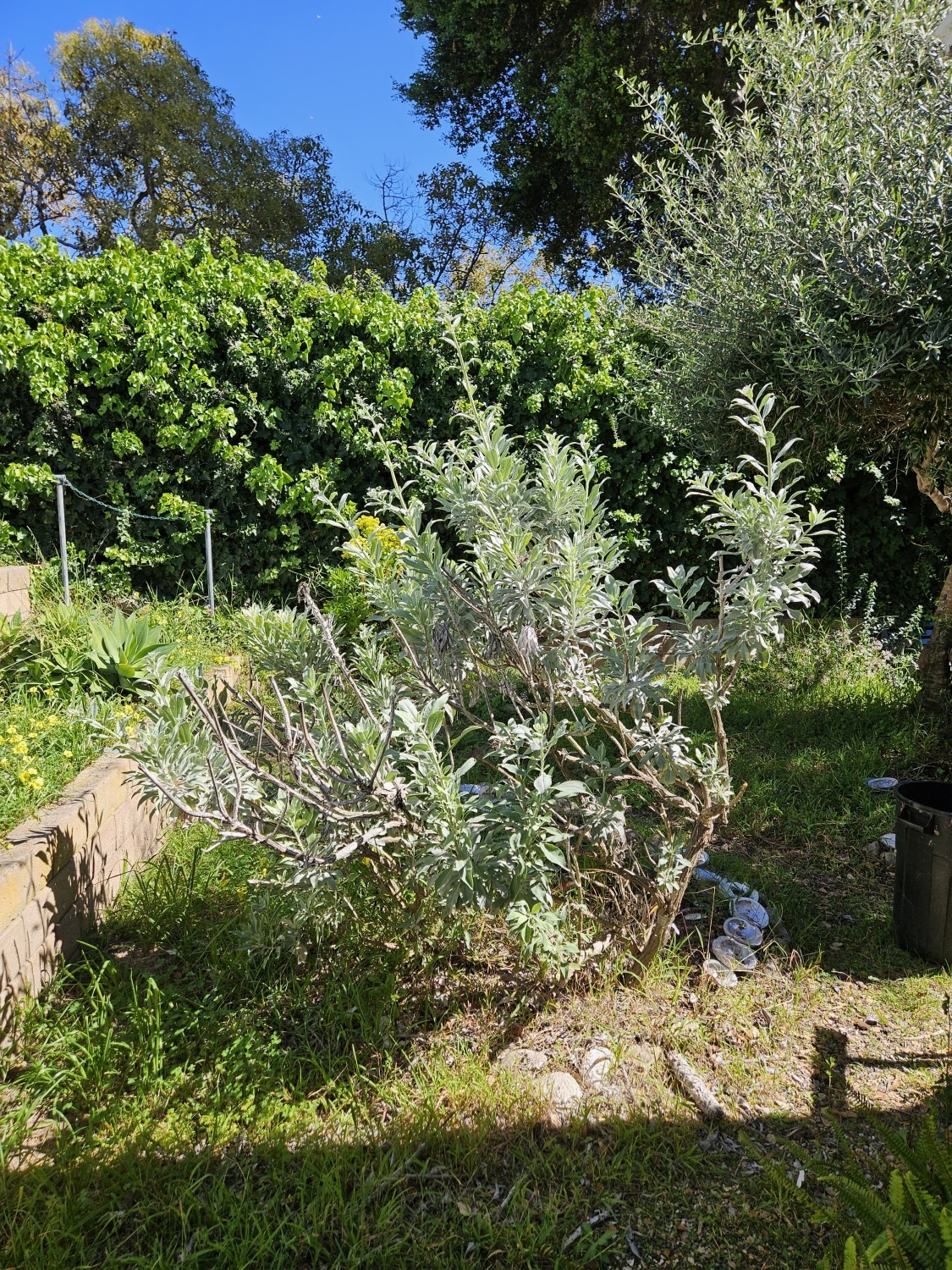 Elfyer - Carpinteria, CA House - For Sale