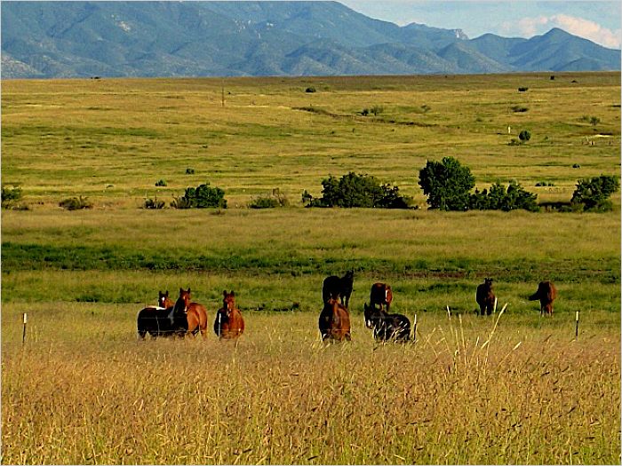 Elfyer - 85611, AZ House - For Sale