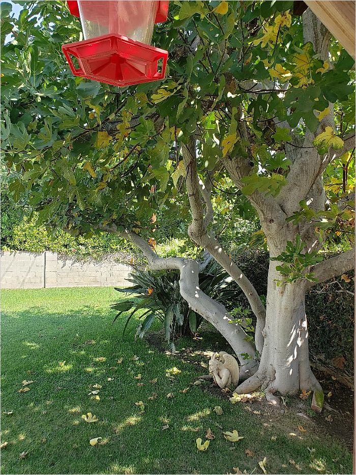 Elfyer - Burbank, CA House - For Sale