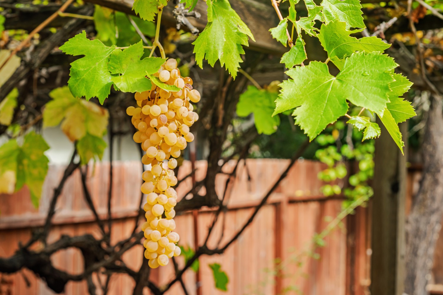 Elfyer - Calistoga, CA House - For Sale