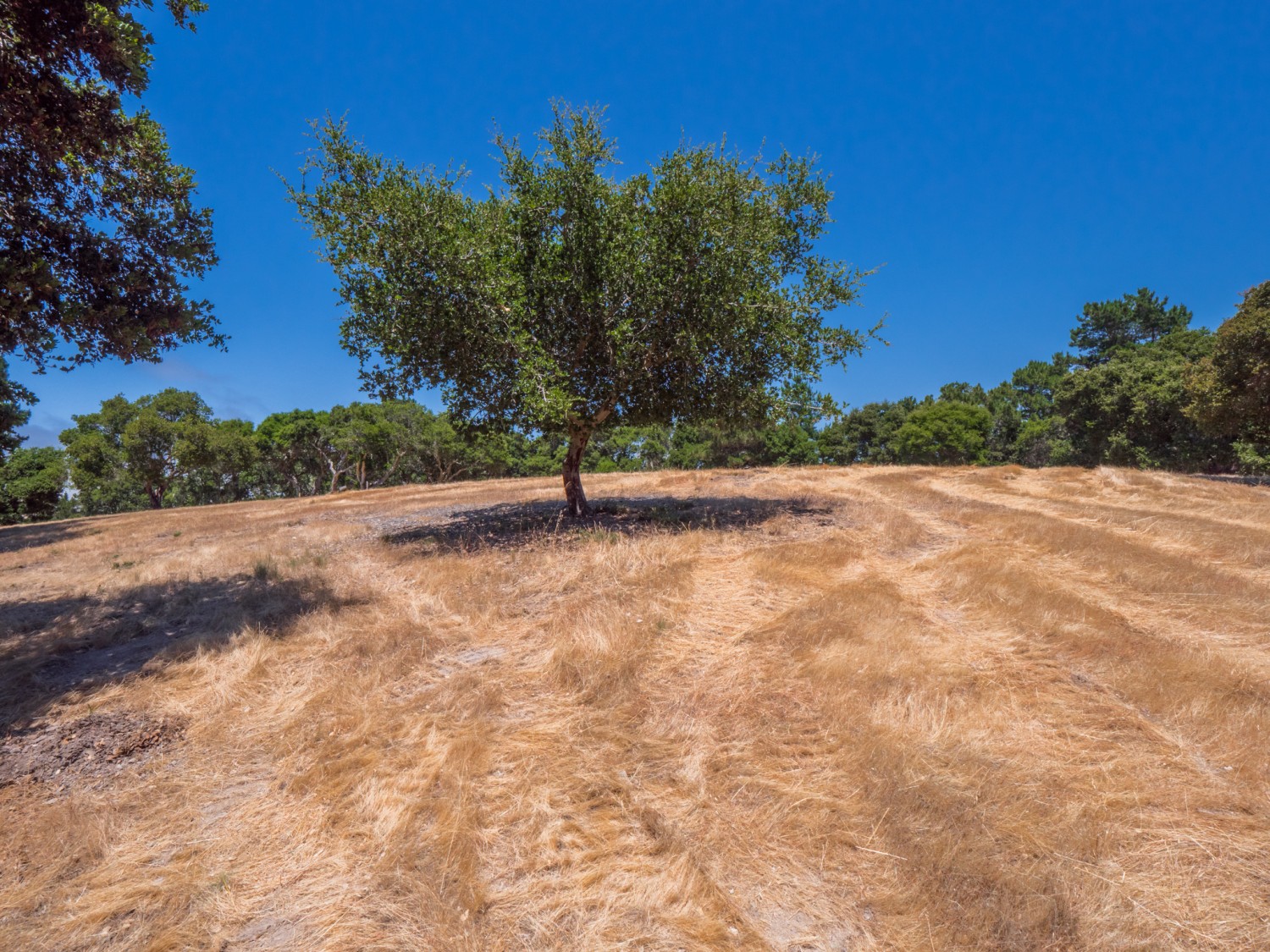 Elfyer - Monterey, CA House - For Sale