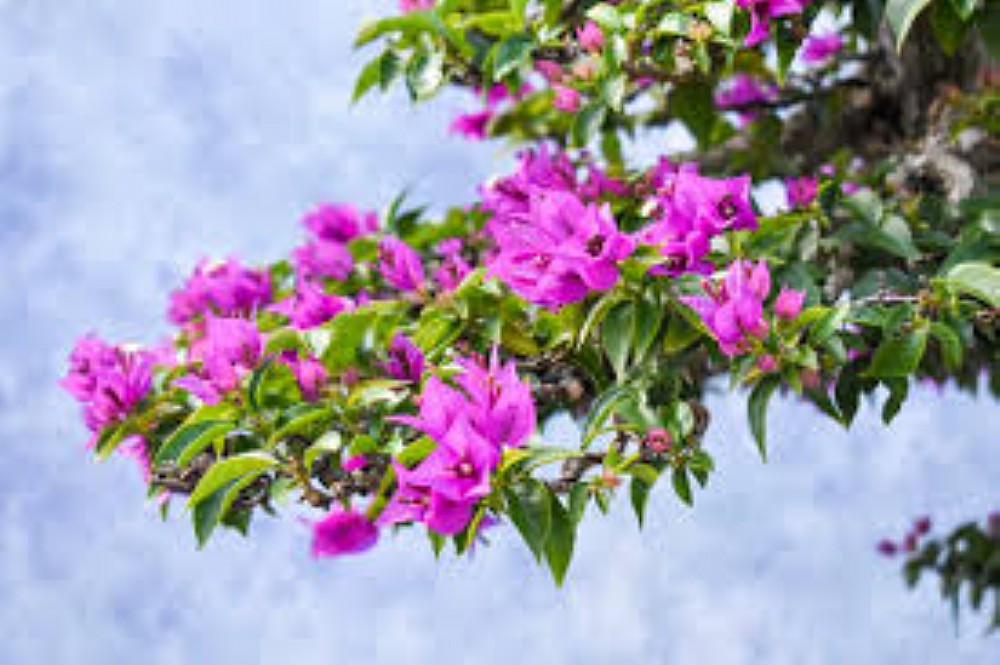 Elfyer - Austin, TX House - For Sale