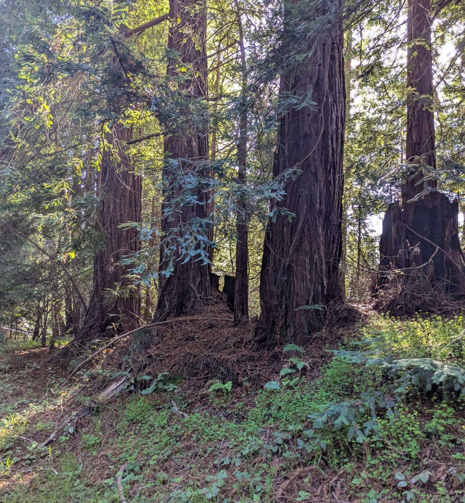 Elfyer - Soquel, CA House - For Sale