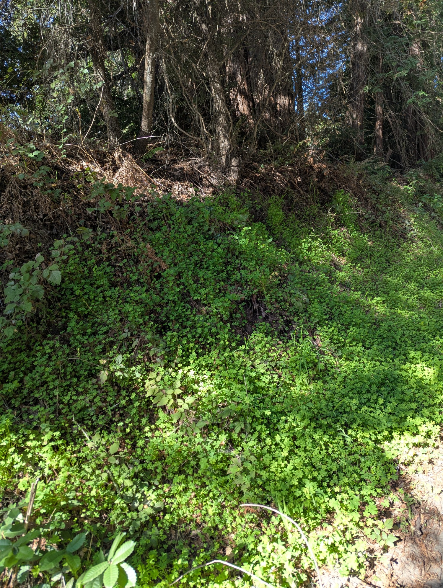 Elfyer - Soquel, CA House - For Sale