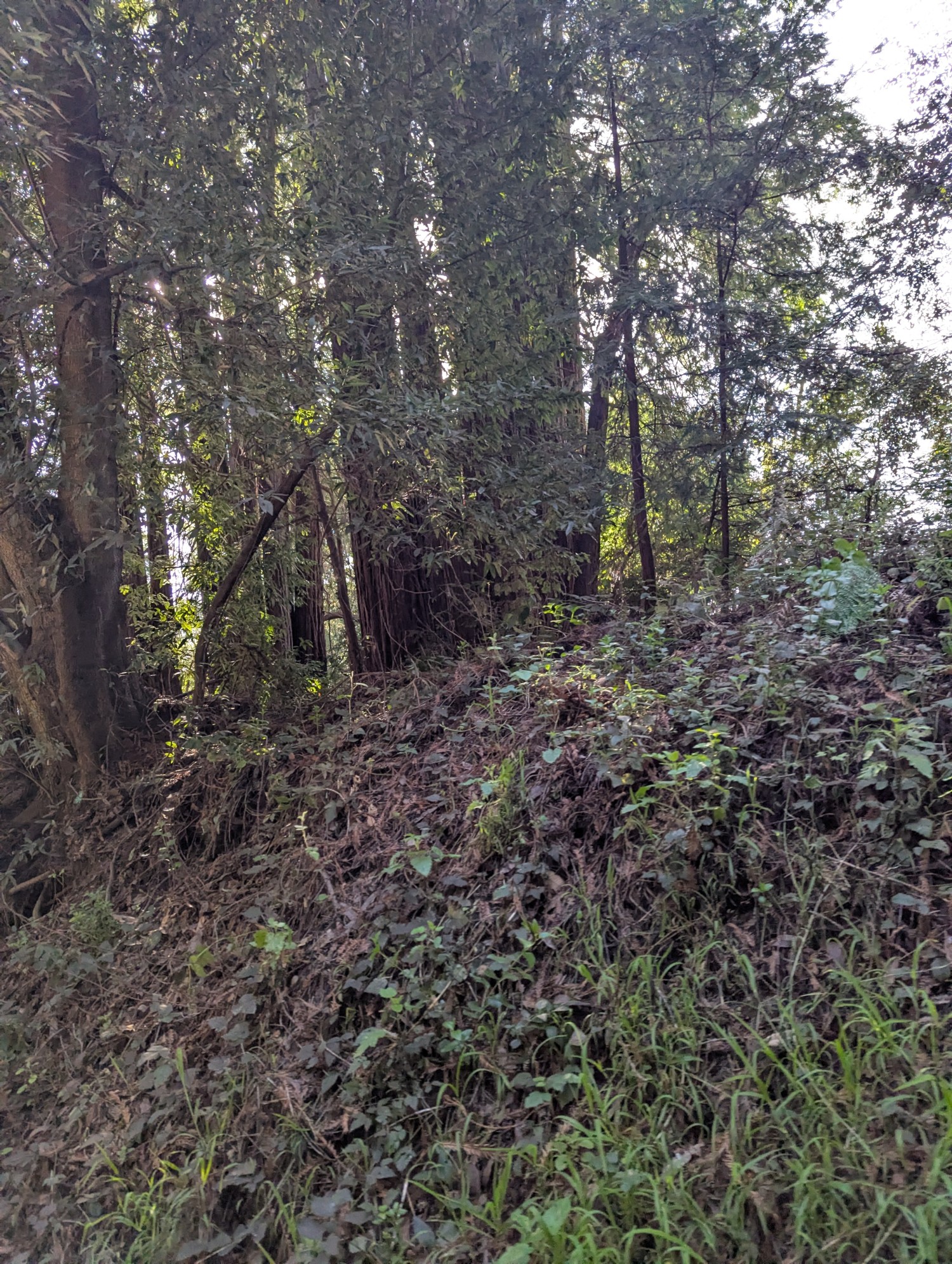 Elfyer - Soquel, CA House - For Sale