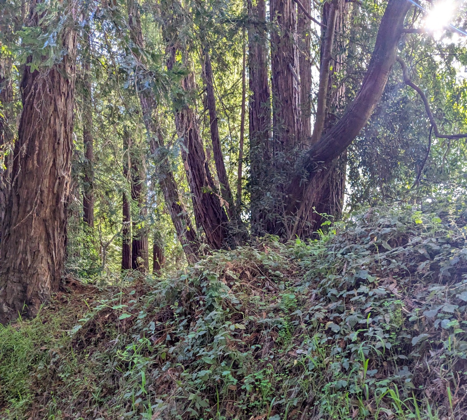 Elfyer - Soquel, CA House - For Sale